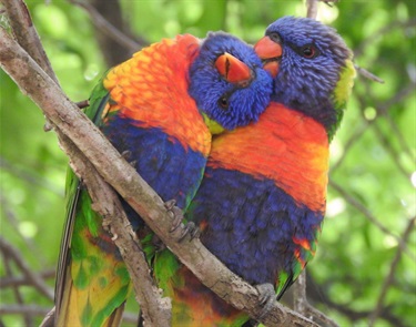 Lorikeet Love