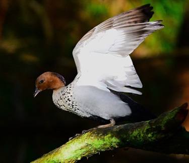 Maned Duck with Outstretched Wings