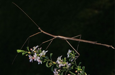 Margined Wing Stick Insect