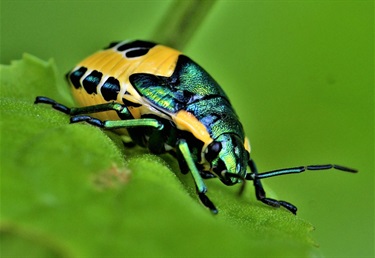 Metallic Jewel Bug