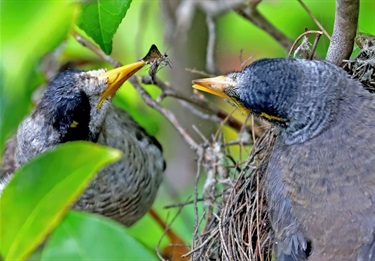 Noisy Miner Feeding Baby