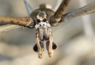 Ogre Faced or Net Casting Spider