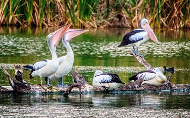 Pelicans scratch my back.