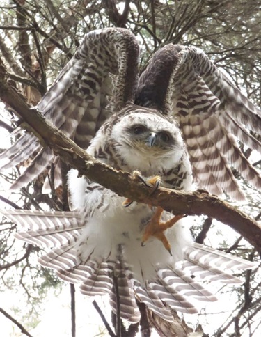 Preening Juvenile Powerful Owl