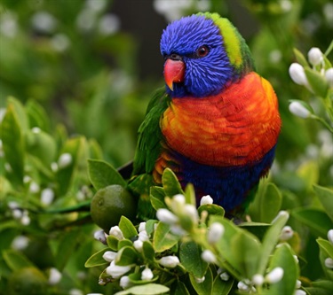 Rainbow Lorikeet