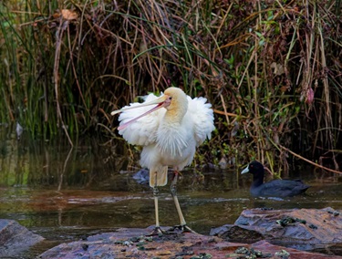 Ruffled Feathers