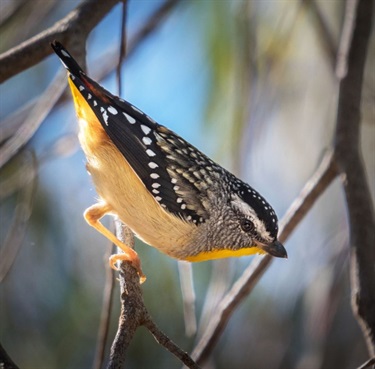 Spotted Pardalote