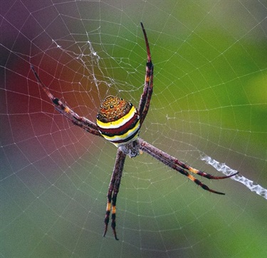 St Andrews Cross Spider