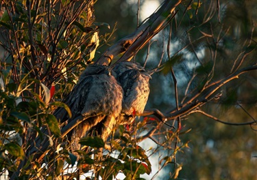 Sunset Sleep Frogmouths Near Nights Keep