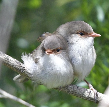 Superb Blue Wrens Mulgrave Reserve