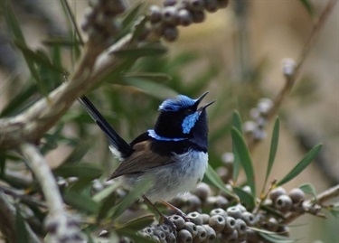 Superb Fairy Wren