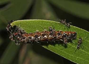 Symbiosis in the backyard