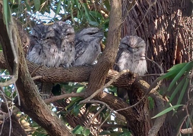 Tawny Frogmouth family