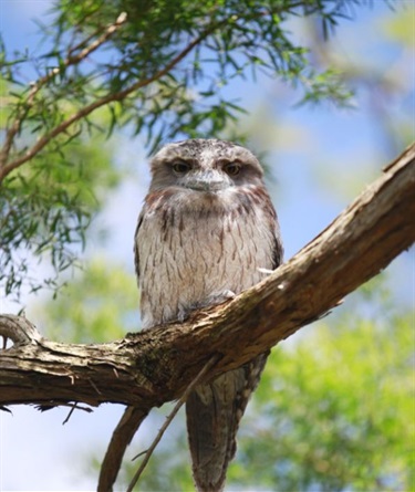 Tawny Frogmouth