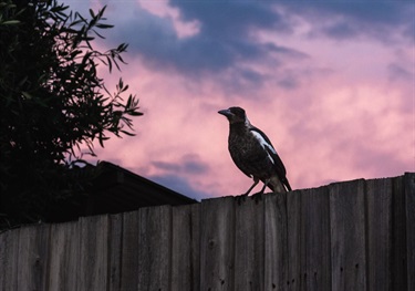 The Candid Magpie