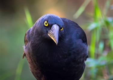 The Stare Pied Currawong