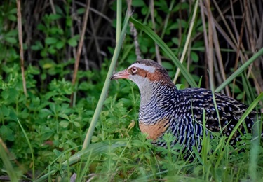 The Unexpected Surprise Buff Banded Rail