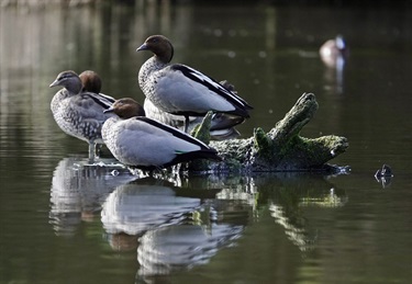 The Wood Duck