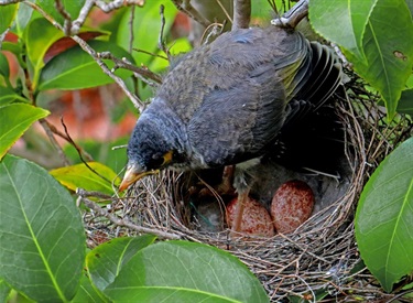 Trying to Stand Steadly Up in the Nest