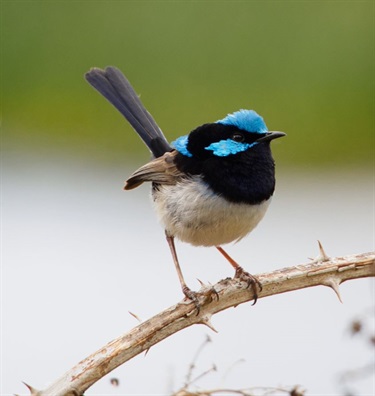 Young Blue Wren - the Influencer