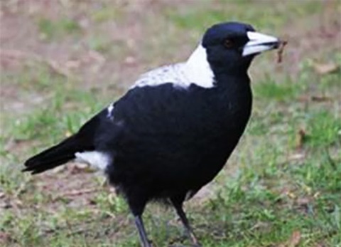 Australian Magpie