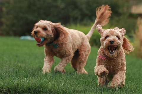 Running dogs