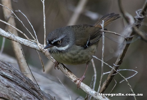 white-browed-scrub-wren-29360