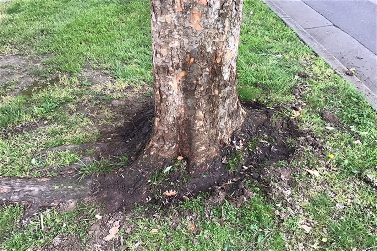 Statement - Tree Vandalism in Glen Waverley | City of Monash