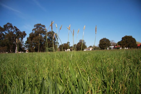 Beryl Avenue school site