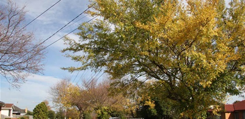 Street trees