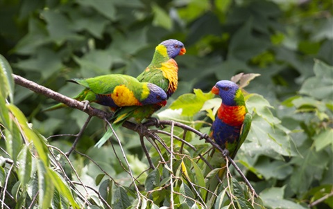 rainbow-lorikeets.jpg