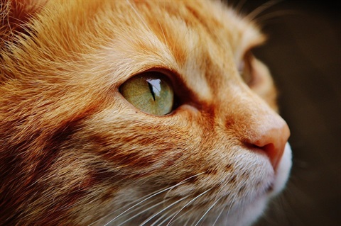 orange tabby cat with green eyes