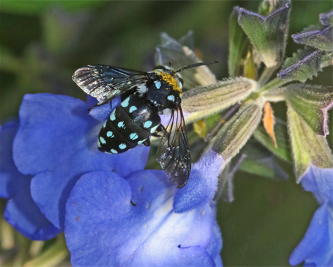 Image of bee on flower