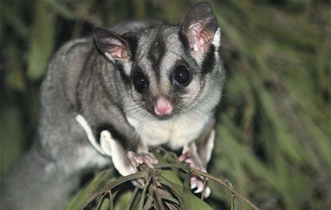 sugar-glider-ian-moodie.jpg